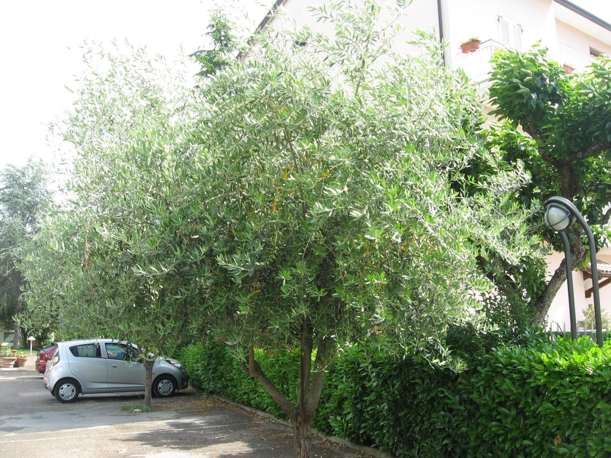 Campiglione Hotel Assisi Dış mekan fotoğraf